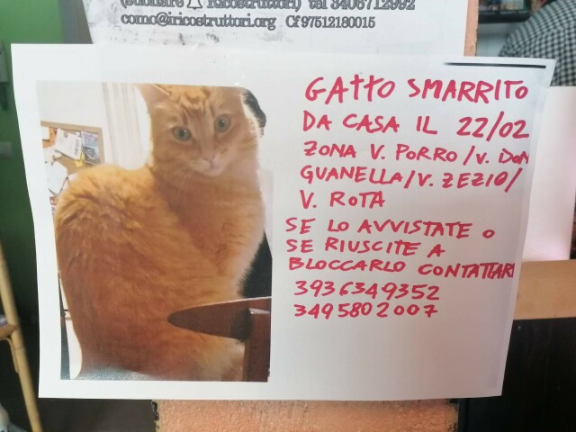 Foto del gattone rosso con la scritta: gatto smarrito da casa il 22/02 zona v. Porro/ v. Don Guanella/v. Zezio/ v. Rota
Se lo avvistate o se riuscite a bloccarlo contattare 3936349352 3495802007