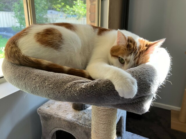 A white and ginger cat, on top of their cat tower. They appear to be asleep, except their eye is clearly open, and one paw is grabbing the edge of the cat tower cushioning. 
