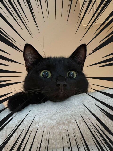 A close-up of a black cat head looking goofy over a hammock. With action lines!