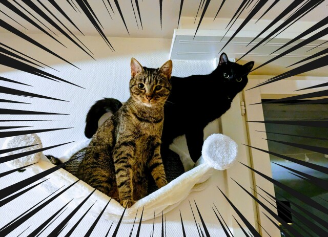 Two cats standing on a wall hammock, looking straight at the camera. They look very serious and threatening, especially with the action lines drawn all around the picture.