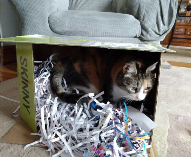 A re-used box for skinny popcorn holds a treasure of shredded paper packing material. It sits on its side on a living room floor with a cushy chair nearby. 

A small calico sits eagerly atop the pile of shredded paper inside the box. 