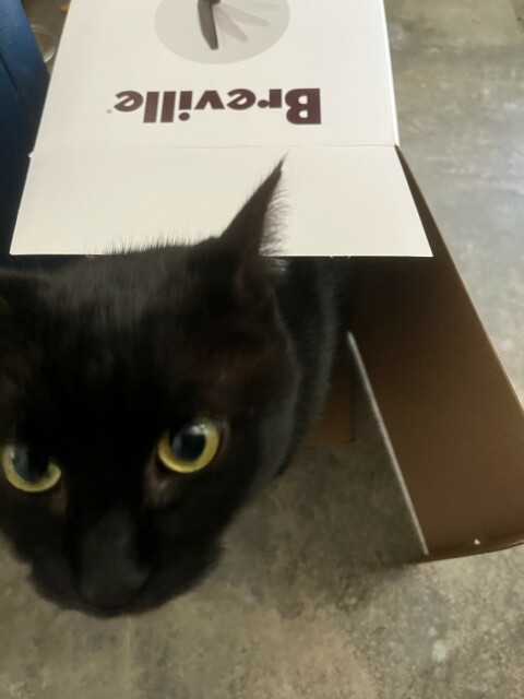 A black cat with yellow eyes is emerging from the box from our new electric kettle, which says Breville. 