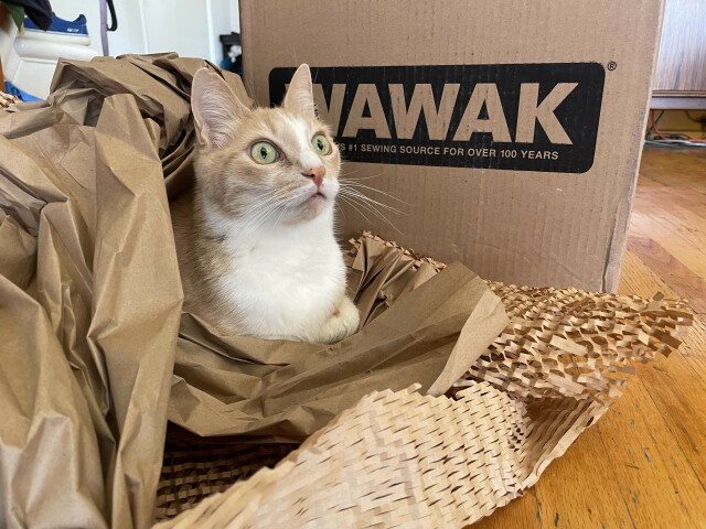 A ginger cat, nestled in wads of paper packaging material, sits at attention in front of a Wawak shipping box. 