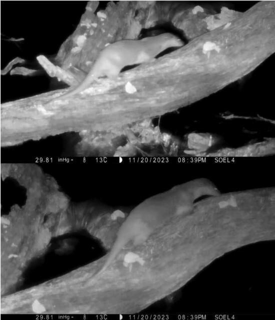Images taken from the footage of the recorded individual of Eurasian otter