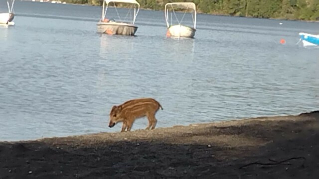 Un cucciolo di cinghiale beve nel lago