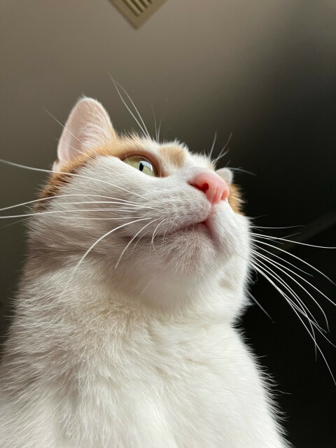 Photo of a white and ginger cat looking up at their face from under their chin. 