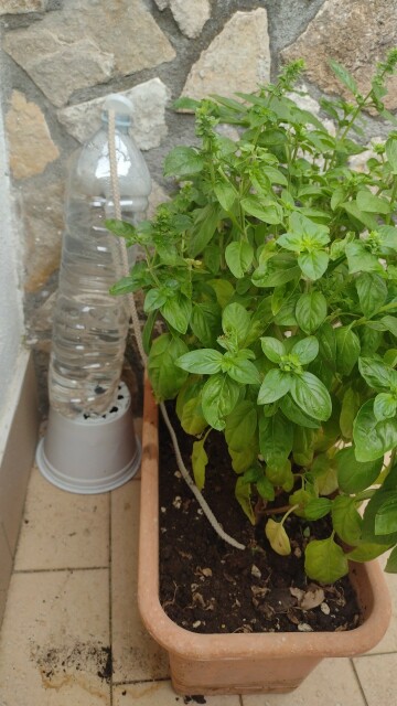 Foto di un vaso con una pianta di basilico. Nel vaso, sulla terra, è adagiato un laccio di scarpe con l'altra estremità immersa in una bottiglia d'acqua piena per 3/4.