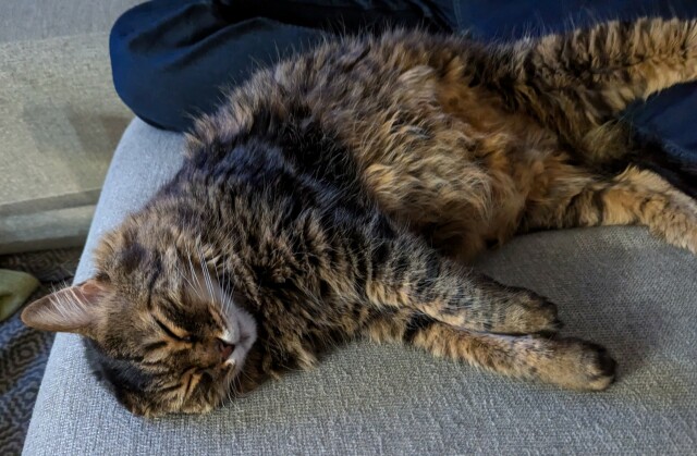 A sleeping fluffy brown tabby cat with her back legs draped over the legs of a person wearing navy lounge pants