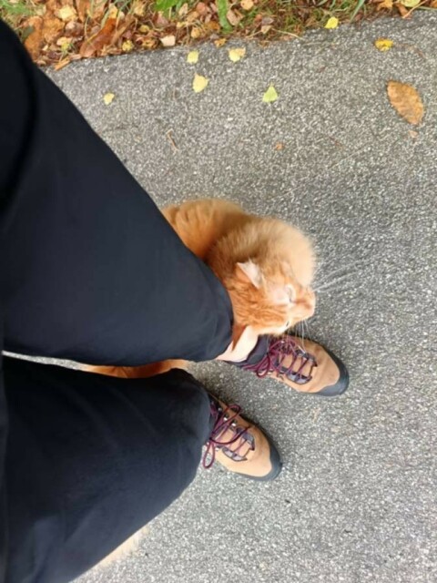 Micia rossa a pelo lungo si struscia contro le mie gambe su una strada di montagna.