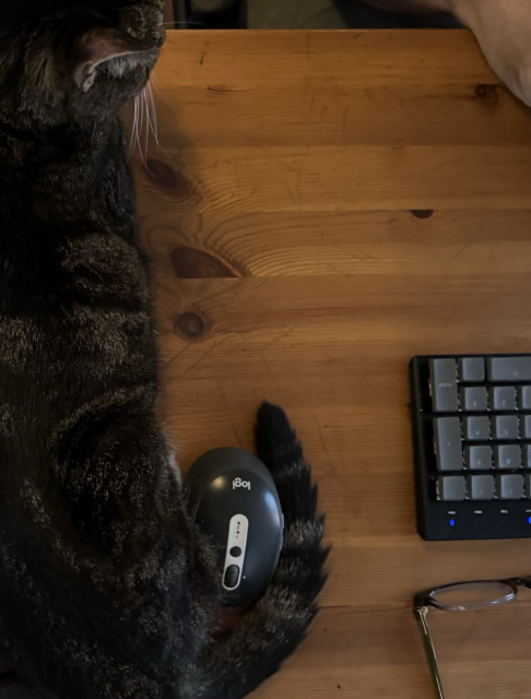 A tabby cat on a desk tail curled around the wireless mouse. 