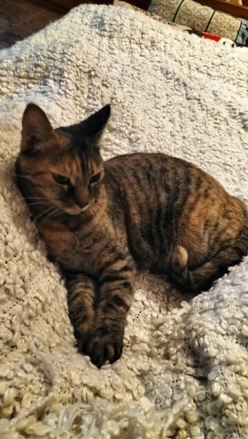 Picia, gray tabby cat, on a white fluffy blanket on the bed, looking entirely the spoiled princess she actually is.