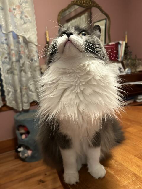 A grey and white kitty with a giant white ruff and white stocking feet sitting on a table, her nose and chin pointing up to the ceiling. Her nose is very dark grey, almost black. She also has puffy cute cheeks with abundant whiskers.