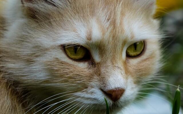 primissimo piano di gatto rossiccio