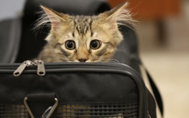 Primo piano di gatto tigrato grigio che sbuca da una borsa