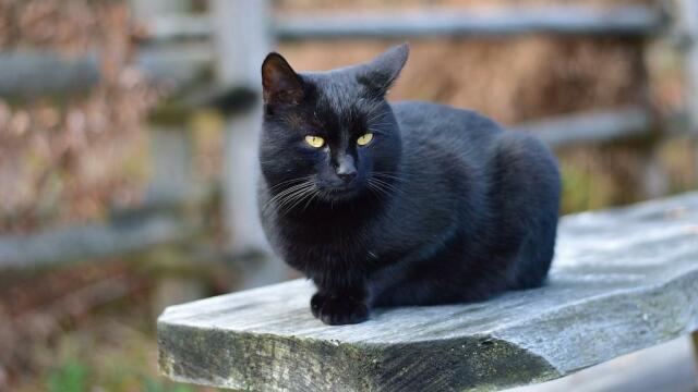 Gatto nero accucciato su un'asse di legno all'aperto