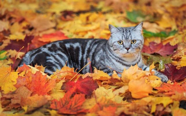 Gatto tigrato grigio accucciato fra foglie rosse e gialle