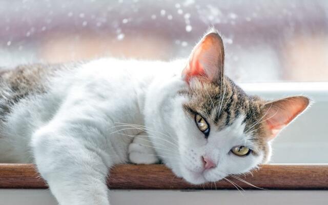 Foto di gatto bianco pezzato sdraiato su un davanzale