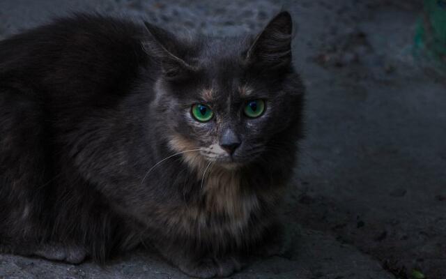 Gatto grigio pezzato accucciato