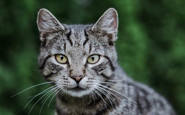 Primo piano di gatto grigio tigrato