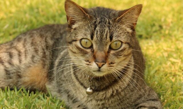 gatto tigrato grigio accucciato in un prato