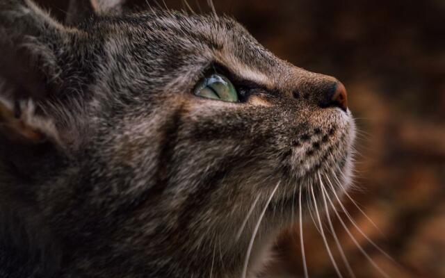 Primissimo piano di un gatto tigrato grigio visto di profilo