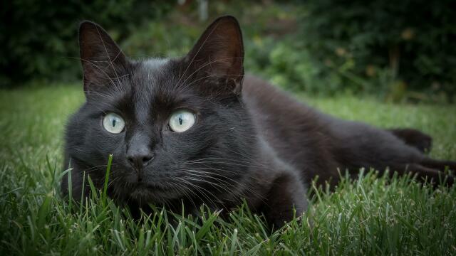 Foto di gatto nero accucciato nell'erba