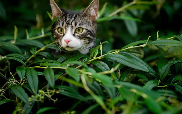 Gatto europeo acquattato fra le foglie