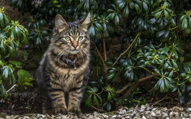 Gatto tigrato grigio a pelo lungo seduto all'aperto