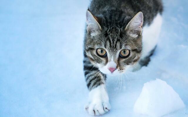 Gatto tigrato grigio con zampe bianche cammina sulla neve