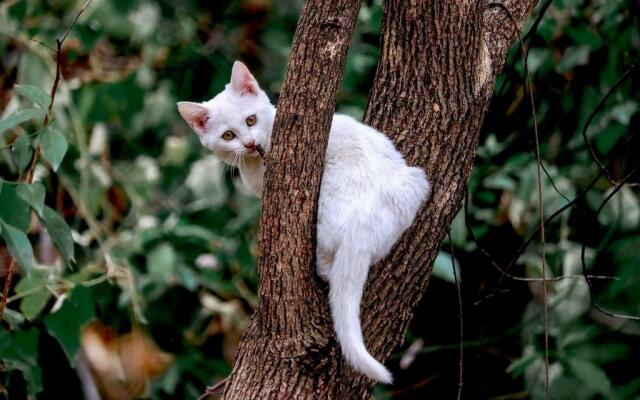 Giovane gatto bianco arrampicato su un albero