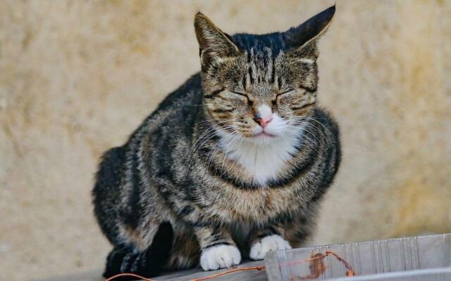 Gatto grigio e bianco accucciato e sonnecchiante