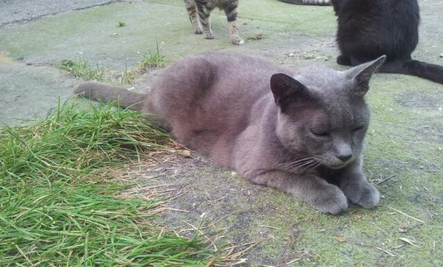 gatto grigio a pelo corto accucciato