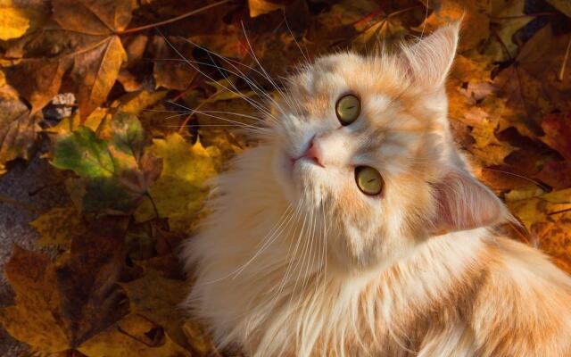 Gatto rosso visto dall'alto