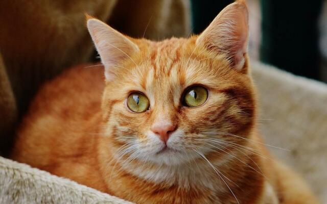 Primo piano di gatto rosso tigrato