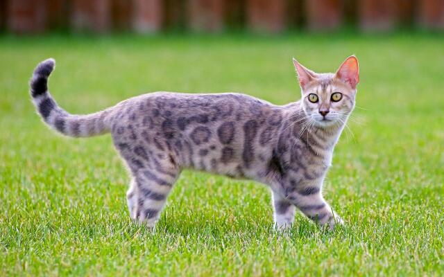 gatto maculato visto di lato in un prato - toh ho fatto la rima