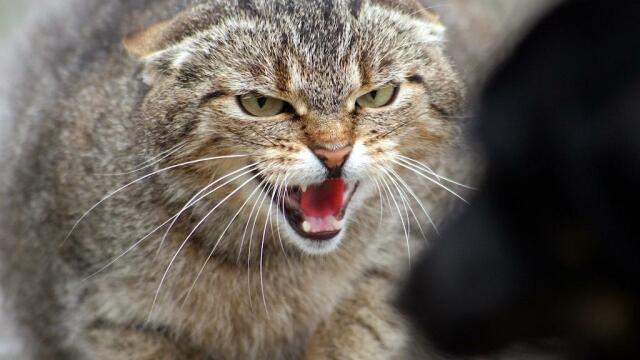 Foto di gatto che soffia minaccioso