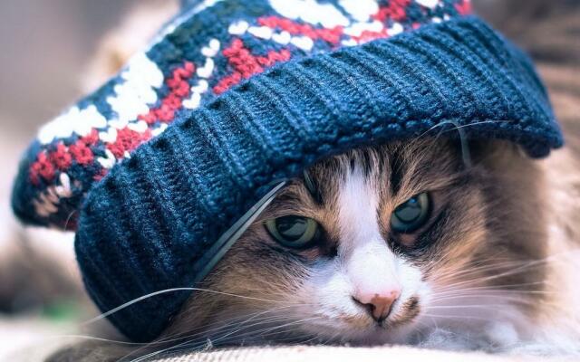 Gatto bianco e tigrato indossa un cappellino di lana blu bianco e rosso