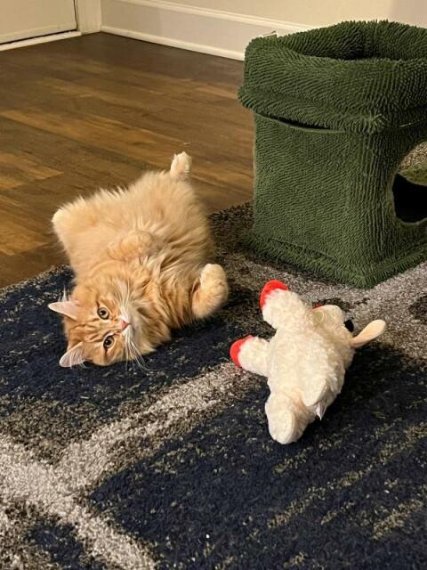 Foto di gatto rosso sdraiato su un tappeto insieme a un giocattolo di peluche