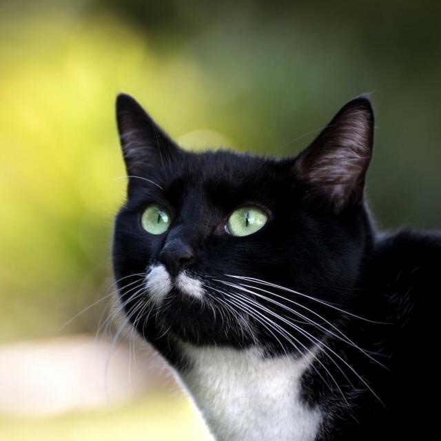 Foto di gatto nero con pettorina bianca