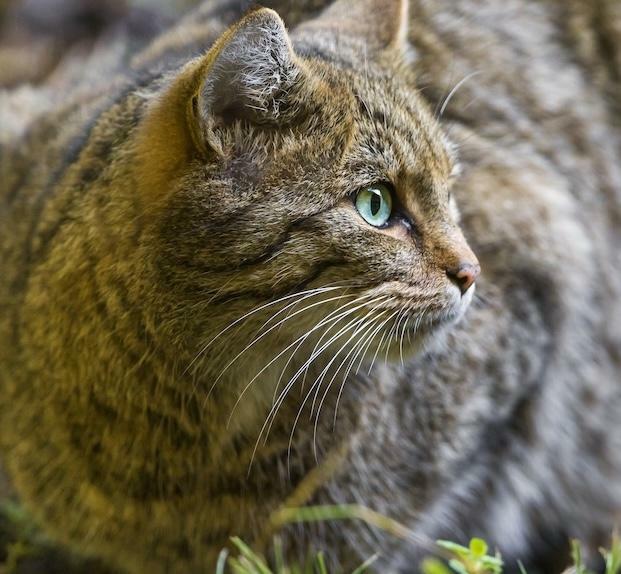 Primo piano di gatto tigrato grigio