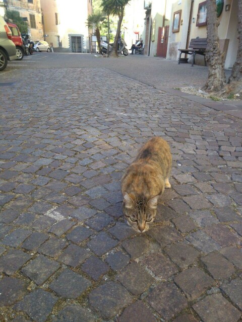 Gatta di colori assortiti sul pavè della piazza