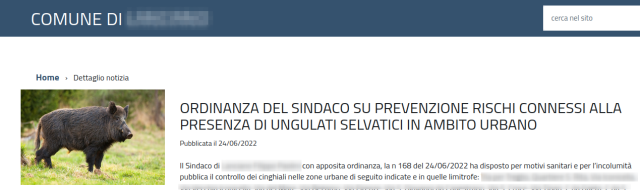 Pagina web del mio comune con foto di grosso cinghiale a lato:

COMUNE DI (nascosto)
ORDINANZA DEL SINDACO SU PREVENZIONE RISCHI CONNESSI ALLA PRESENZA DI UNGULATI SELVATICI IN AMBITO URBANO  Pubblicata il 24/06/2022 
Il Sindaco di (nascosto) con apposita ordinanza, la n 168 del 24/06/2022 ha disposto per motivi sanitari  per l'incolumita pubblica il controllo dei cinghiali nelle zone urbane di seguito indicate...