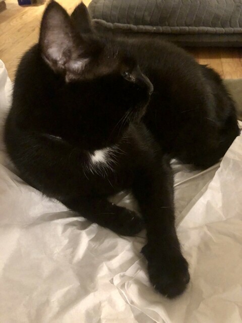 Black cat lounging on white tissue paper.