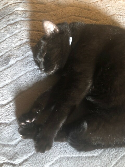 Black cat asleep on a pillow with her feet all bunched together.