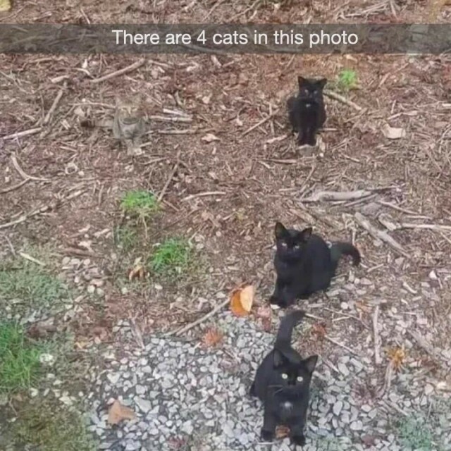 Foto di 4 gatti, 3 neri e uno tigrato che si mimetizza nel terreno marrone.